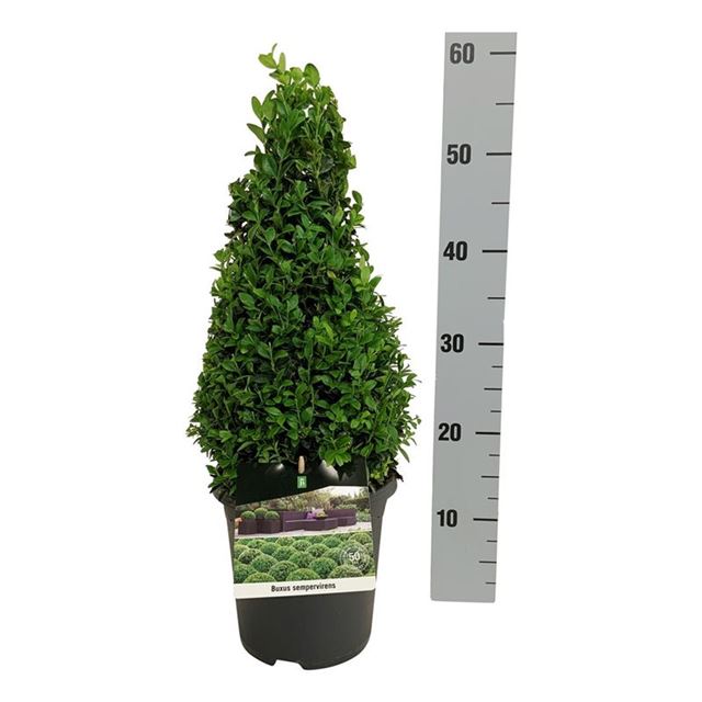 Picture of BUXUS SEMPERVIRENS PYRAMID 030/40CM