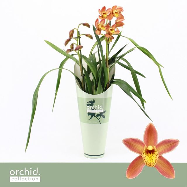 Picture of CYMBIDIUM 02-STEM WILHELMINA + POTCOVER