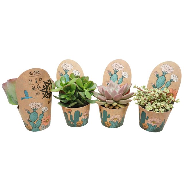 Picture of Succulent mix potcover