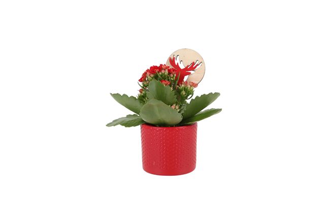 Picture of KALANCHOE ROSALINA RED IN CERAMIC