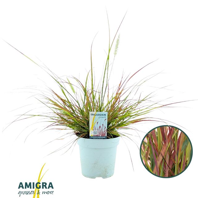 Picture of Pennisetum alopecuroides burgundy bunny