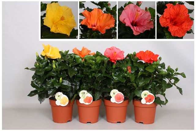 Picture of Hibiscus rosa-sinensis fiori grande mix