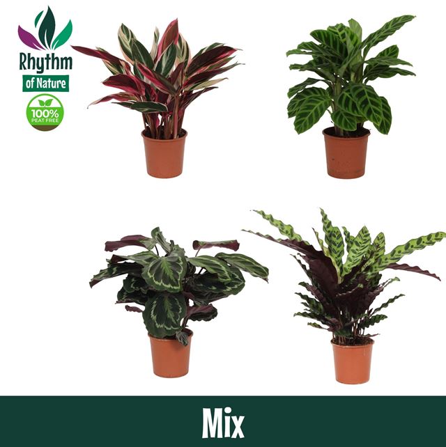 Picture of Calathea mix