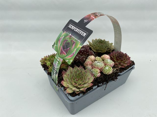 Picture of SEMPERVIVUM MIX 06-PACK