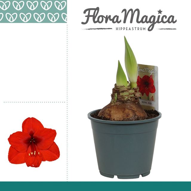 Picture of Hippeastrum (amaryllis) 02-fl royal red