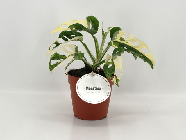 Picture of Monstera adansonii variegata