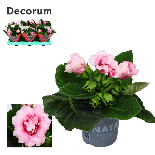 Picture of SINNINGIA SONATA PINK
