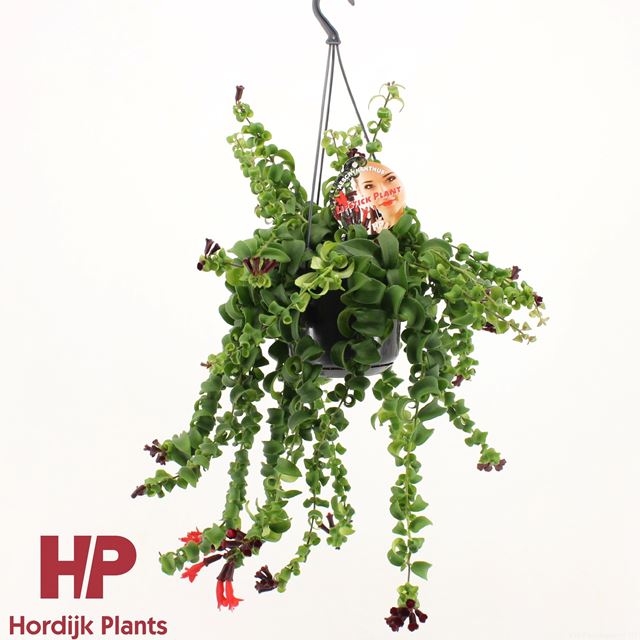 Picture of AESCHYNANTHUS RASTA IN HANGING BASKET