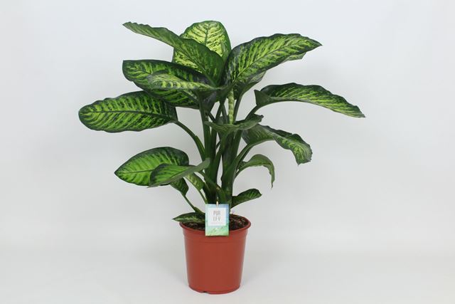 Picture of DIEFFENBACHIA MAROBA 