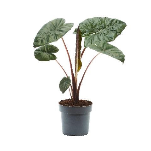 Picture of ALOCASIA YUCATAN PRINCESS