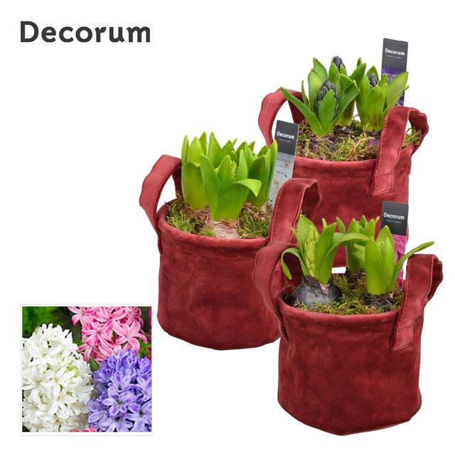 Picture of HYACINTHUS 03BULBS VELVET BAG