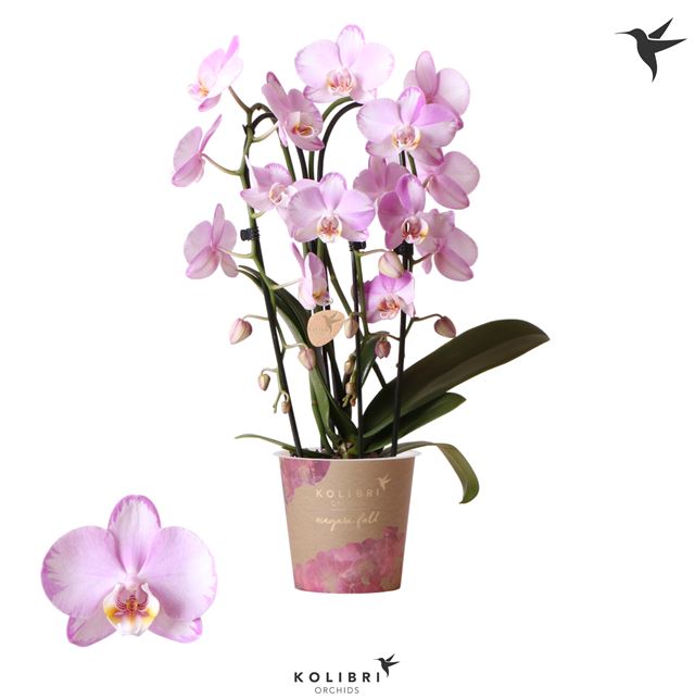 Picture of PHALAENOPSIS 02-STEM CASCADE XANION