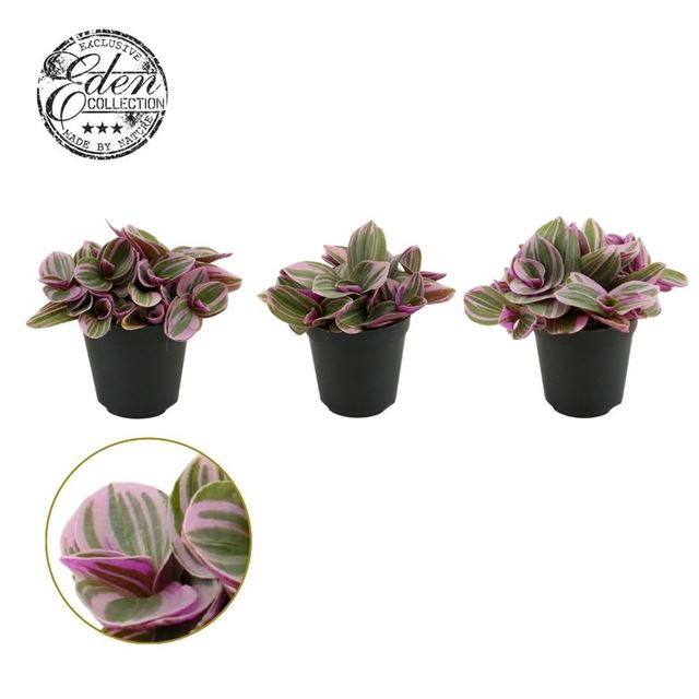 Picture of Tradescantia sweetness