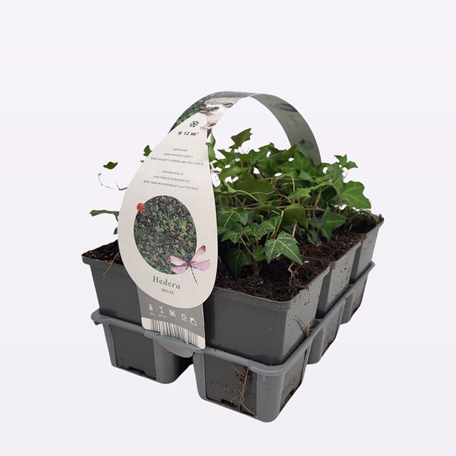 Picture of HEDERA HELIX MIX 06-PACK