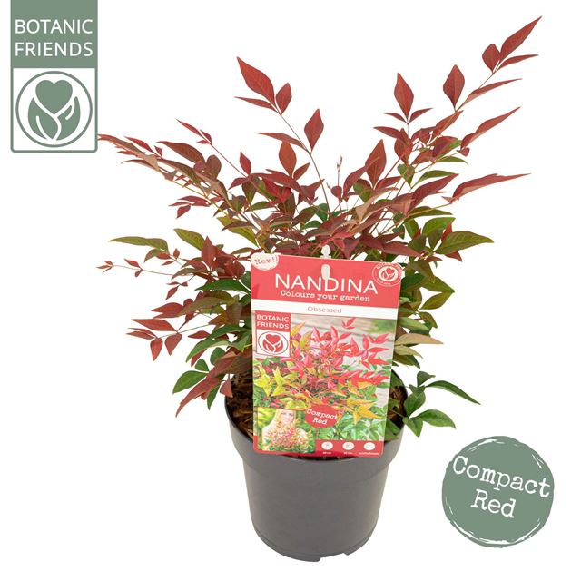 Picture of NANDINA DOMESTICA OBSESSED