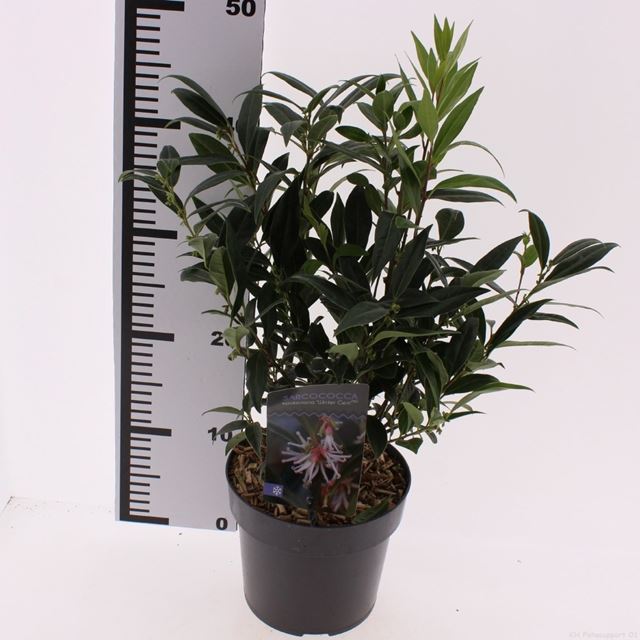 Picture of Sarcococca winter gem