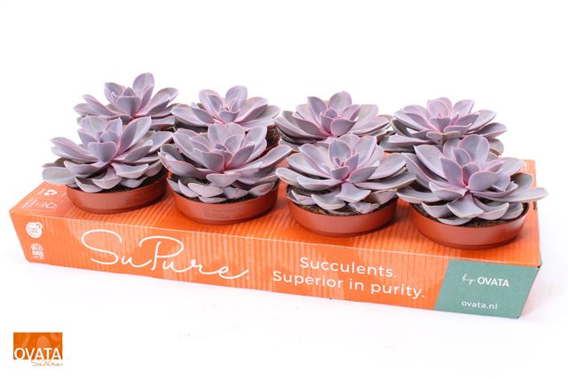 Picture of ECHEVERIA PURPLE PEARL