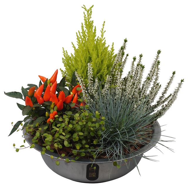 Picture of Autumn arrangement 05pp in zinc - outdoor