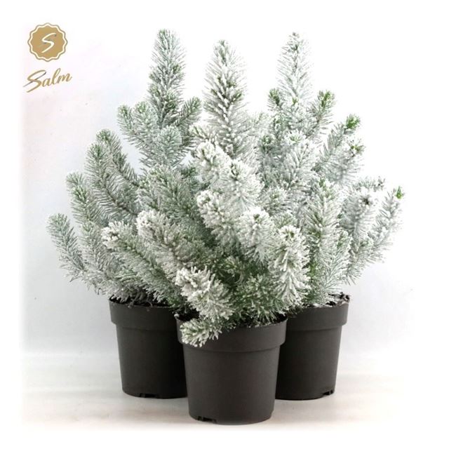 Picture of Pinus pinea silver crest + snow