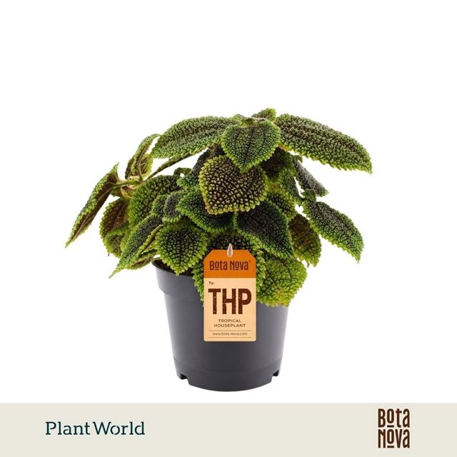 Picture of Pilea moonvalley