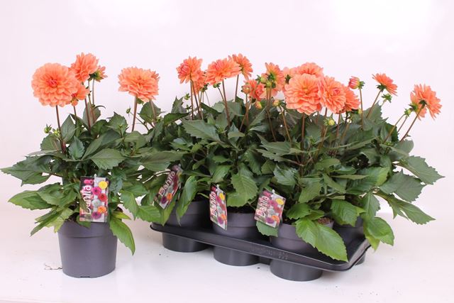 Picture of Dahlia xl coral