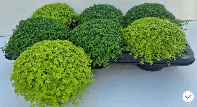 Picture of Soleirolia soleirolii / helexine mix