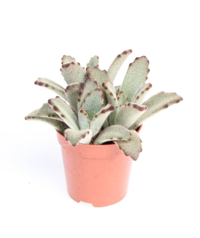 Picture of Kalanchoe chocolate