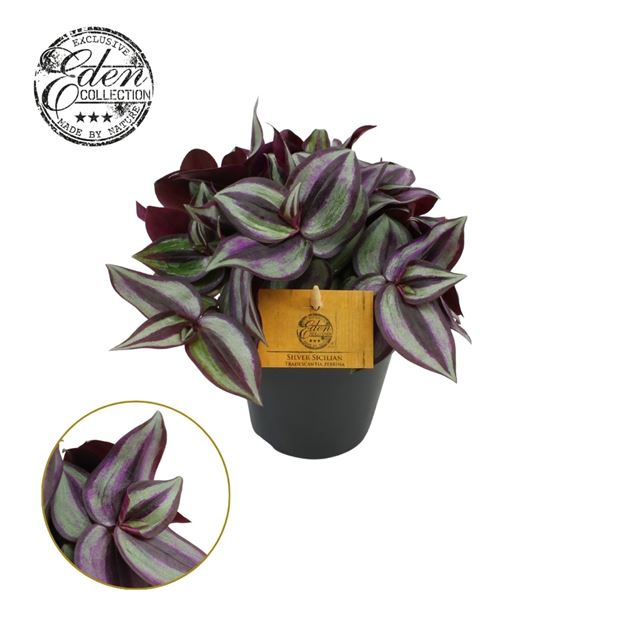 Picture of TRADESCANTIA ZEBRINA