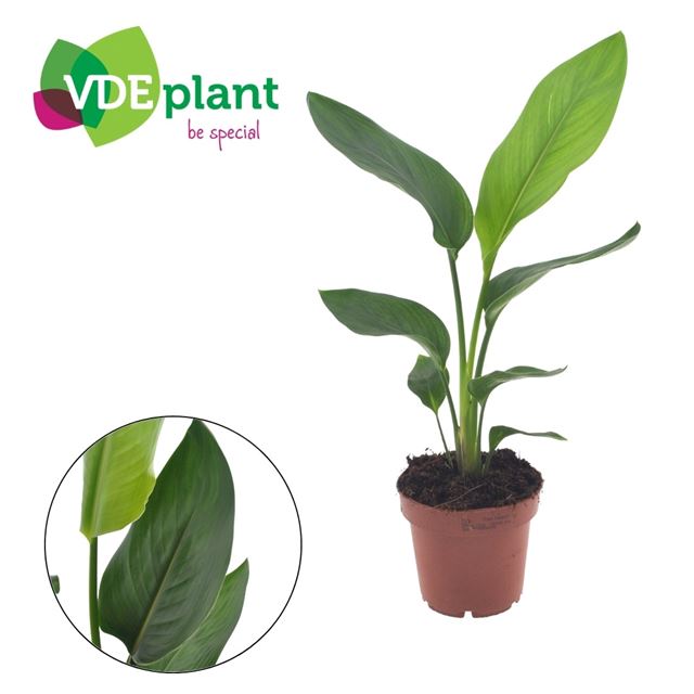 Picture of Strelitzia reginae