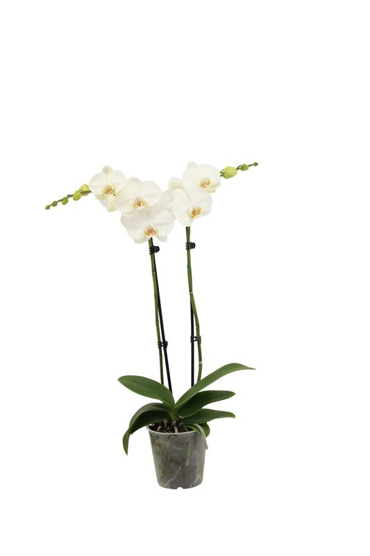 Picture of PHALAENOPSIS 02-STEM WHITE