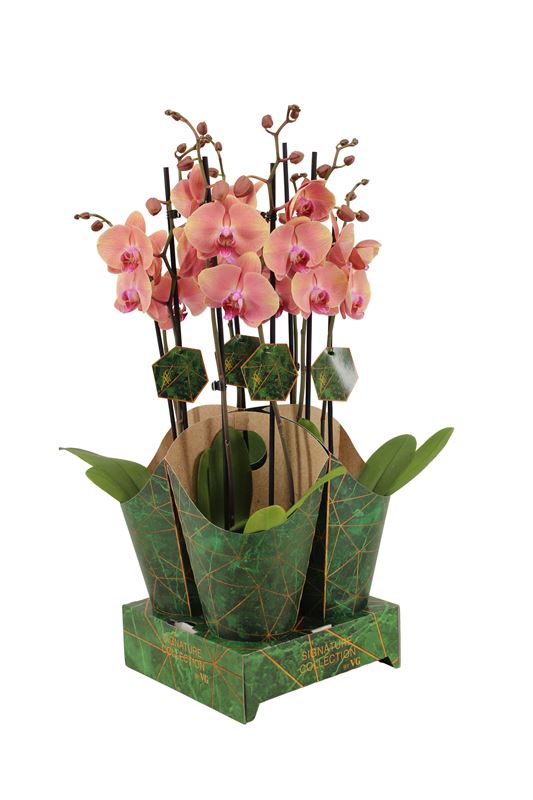 Picture of PHALAENOPSIS 02-STEM MID SUMMERNIGHT SIGNATURE