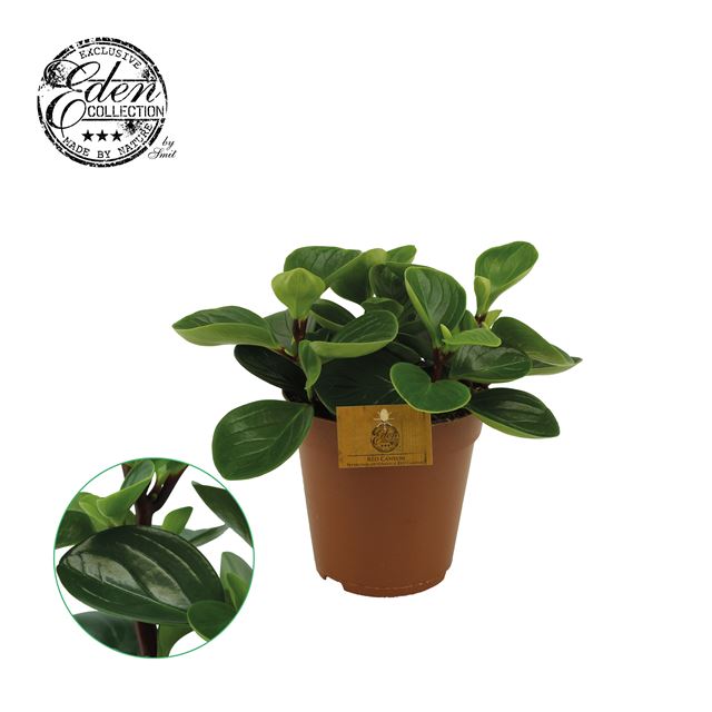 Picture of PEPEROMIA OBTUSIFOLIA RED CANYON