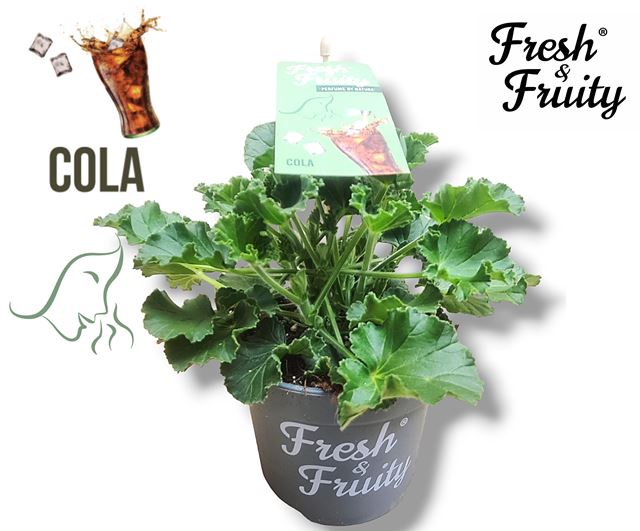 Picture of Pelargonium freshandfruit cola fresh