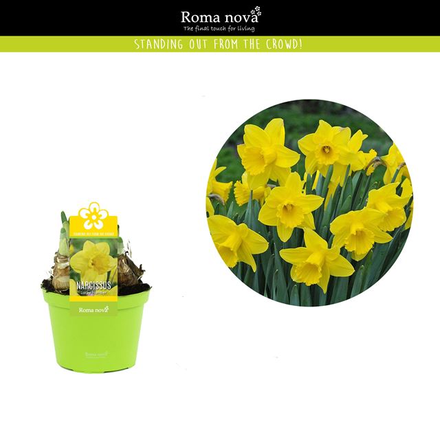 Picture of Narcissus lucky number