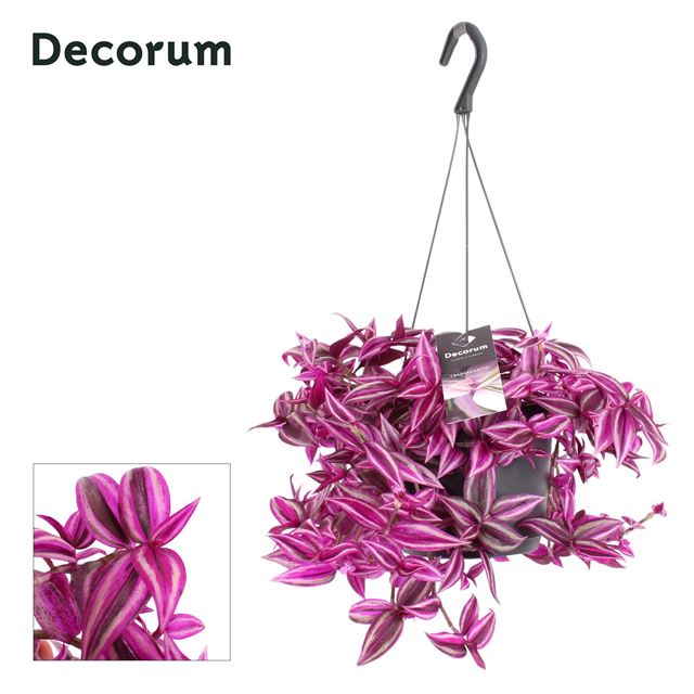 Picture of Tradescantia zebrina pink paradise hanging basket