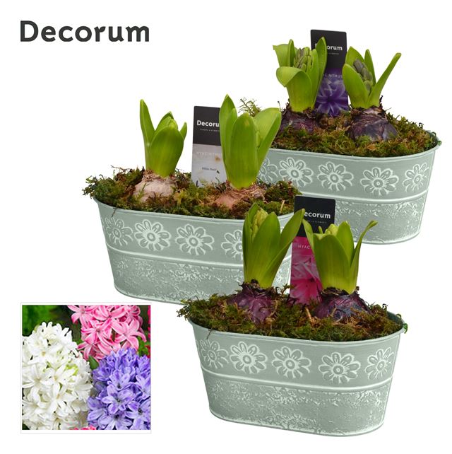 Picture of HYACINTHUS 02BULBS ZINC FLOWER OVAL 