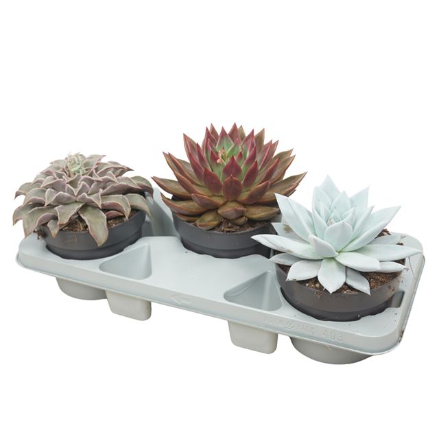 Picture of Echeveria mix