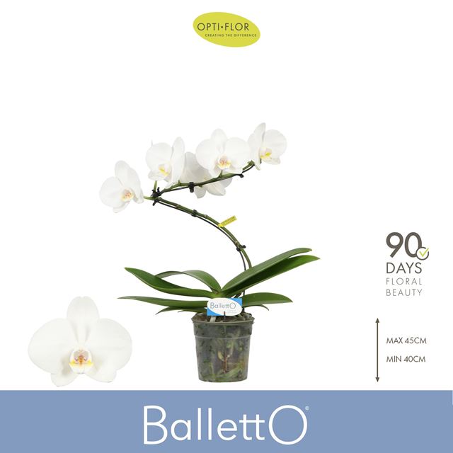 Picture of Phalaenopsis 01-stem baletto wing