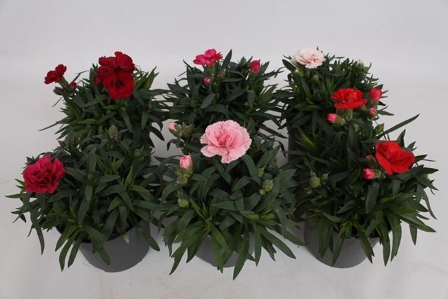 Picture of Dianthus caryophyllus oscar mix in coloured pot