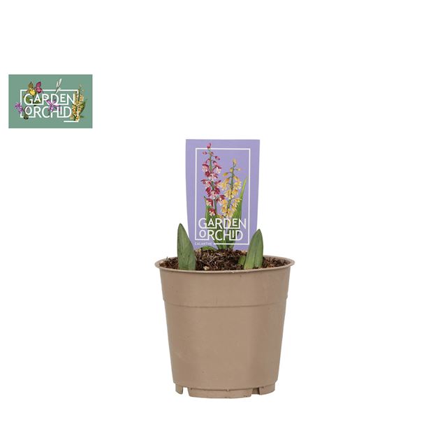 Picture of Garden orchid calanthe