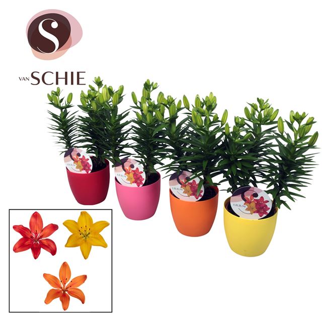 Picture of LILIUM ASIATIC MIX IN DECOPOT