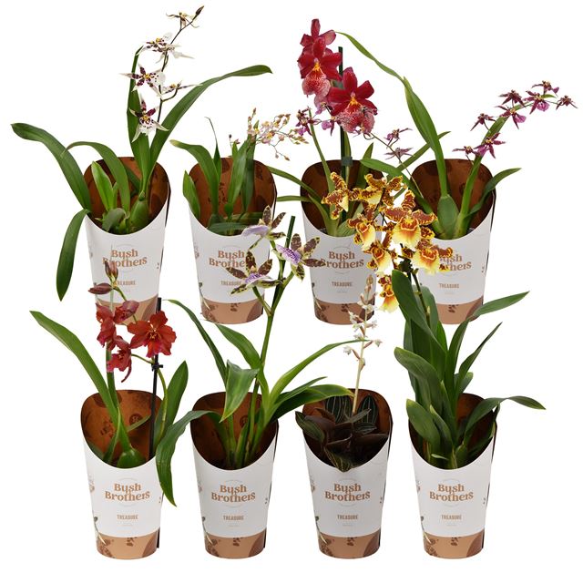 Picture of ORCHID 01-ST MIX BUSH BROTHERS SHOWDOOS+POTCOVER