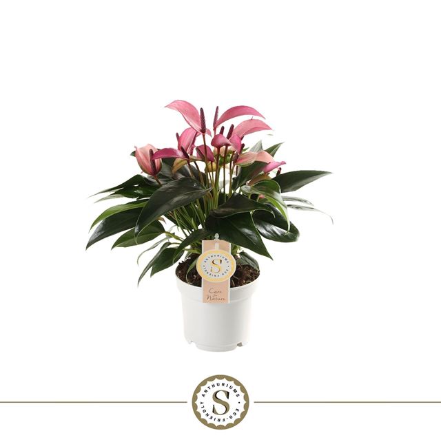 Picture of Anthurium andraeanum zizou