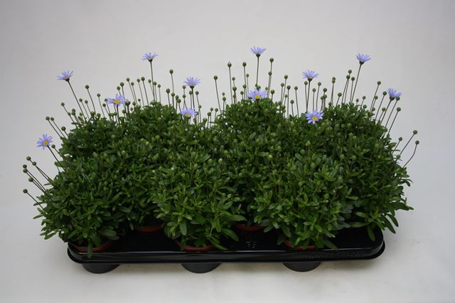 Picture of Agathea felicia