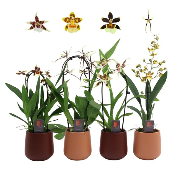 Picture of Orchid 01-stem mix in ceramic