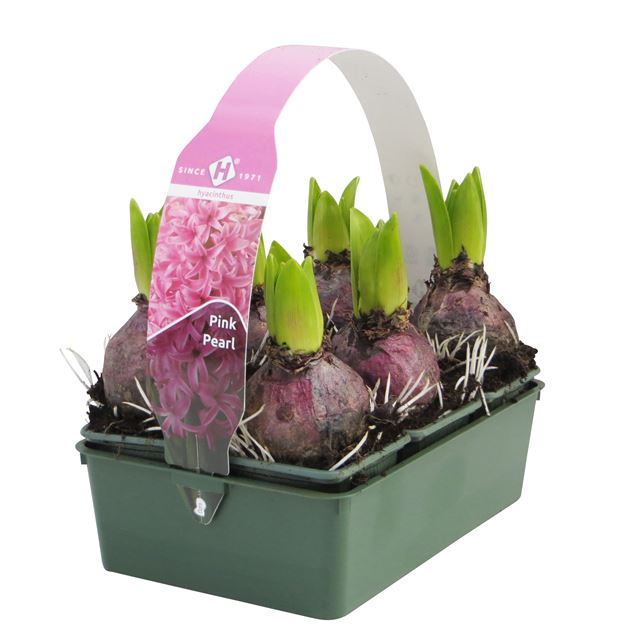 Picture of HYACINTHUS 01BULB PINK 06-PACK