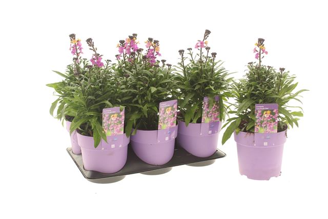 Picture of Erysimum leya purple glow