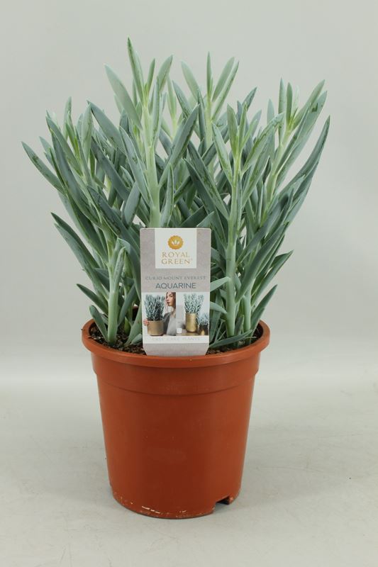 Picture of Senecio ficoides mount everest   cover