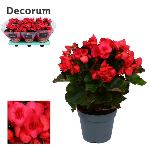 Picture of BEGONIA SERENA PURPLE