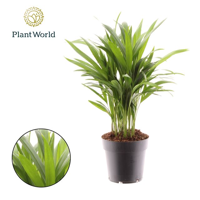 Picture of DYPSIS LUTESCENS